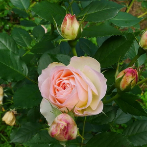 Pоза Пастелла® - бяло - розов - Рози Флорибунда